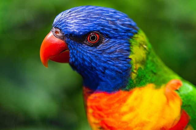 Perroquet coloré